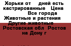   Хорьки от 35 дней есть кастрированные › Цена ­ 2 000 - Все города Животные и растения » Другие животные   . Ростовская обл.,Ростов-на-Дону г.